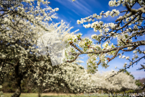 Image of white cherry blossoms blooming in spring