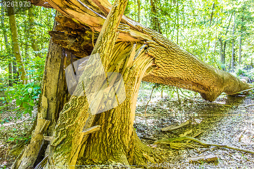 Image of cypress forest and swamp of Congaree National Park in South Caro