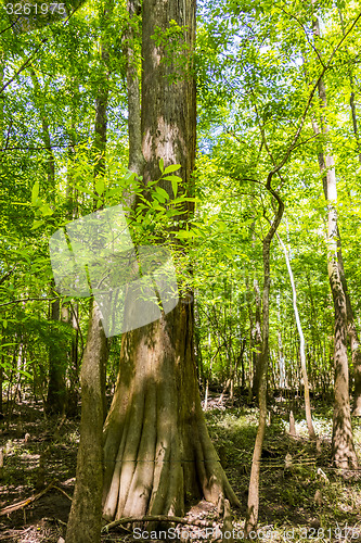 Image of cypress forest and swamp of Congaree National Park in South Caro