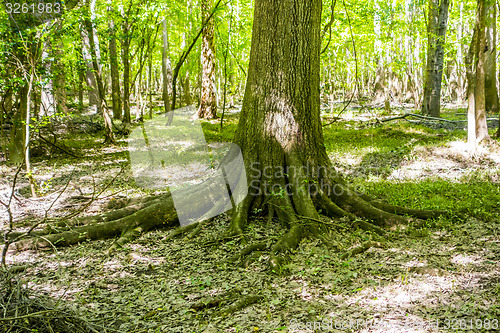 Image of cypress forest and swamp of Congaree National Park in South Caro