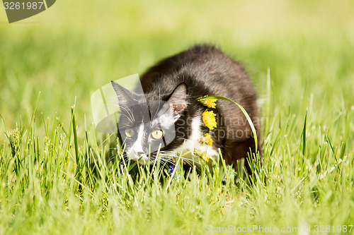 Image of   black cat playing on green grass lawn