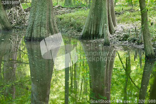 Image of cypress forest and swamp of Congaree National Park in South Caro