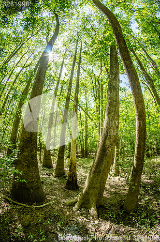 Image of cypress forest and swamp of Congaree National Park in South Caro