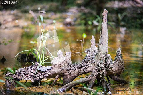 Image of cypress forest and swamp of Congaree National Park in South Caro