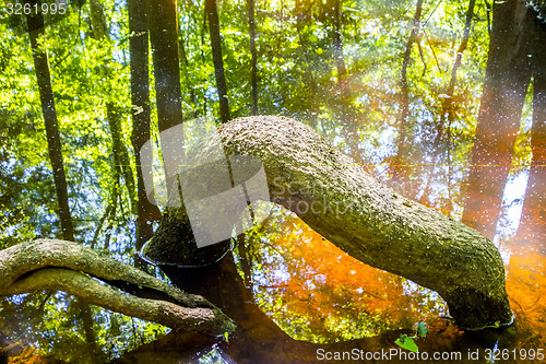 Image of cypress forest and swamp of Congaree National Park in South Caro