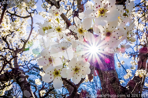 Image of white cherry blossoms blooming in spring