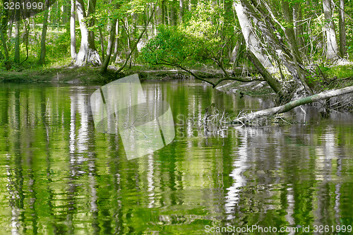 Image of cypress forest and swamp of Congaree National Park in South Caro