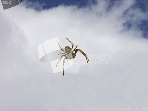 Image of Spider_1