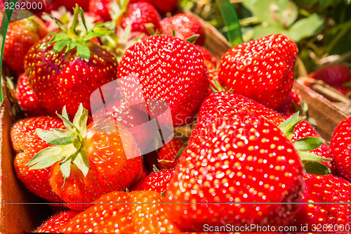 Image of strawberries in natural background