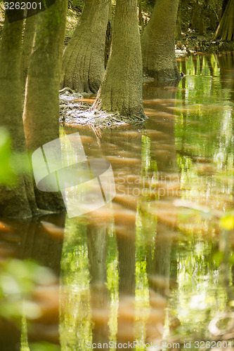 Image of cypress forest and swamp of Congaree National Park in South Caro