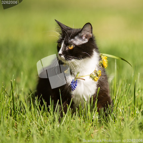 Image of   black cat playing on green grass lawn