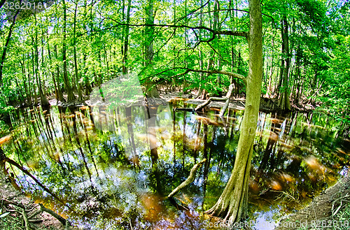 Image of cypress forest and swamp of Congaree National Park in South Caro