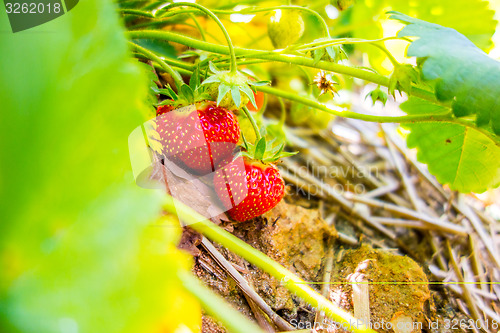 Image of Strawberry fruits on the branch in the planting strawberry