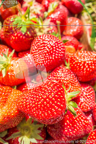 Image of strawberries in natural background