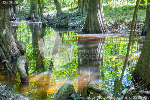 Image of cypress forest and swamp of Congaree National Park in South Caro