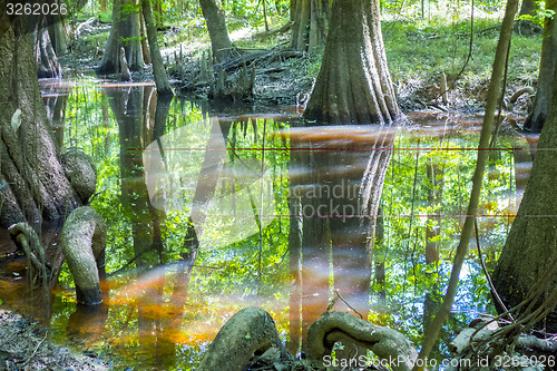 Image of cypress forest and swamp of Congaree National Park in South Caro