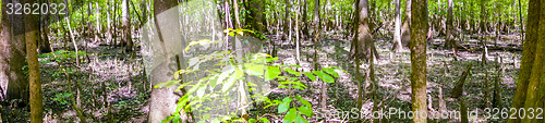 Image of cypress forest and swamp of Congaree National Park in South Caro