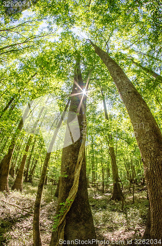 Image of cypress forest and swamp of Congaree National Park in South Caro