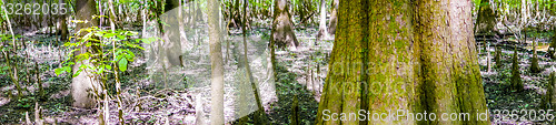 Image of cypress forest and swamp of Congaree National Park in South Caro