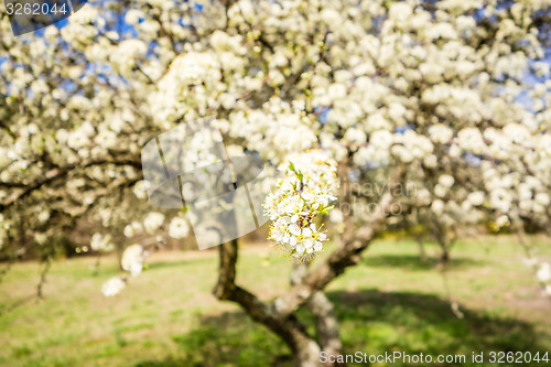 Image of white cherry blossoms blooming in spring