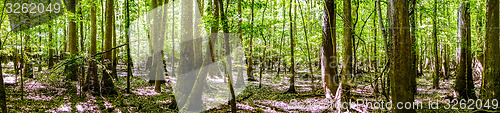 Image of cypress forest and swamp of Congaree National Park in South Caro