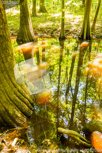 Image of cypress forest and swamp of Congaree National Park in South Caro