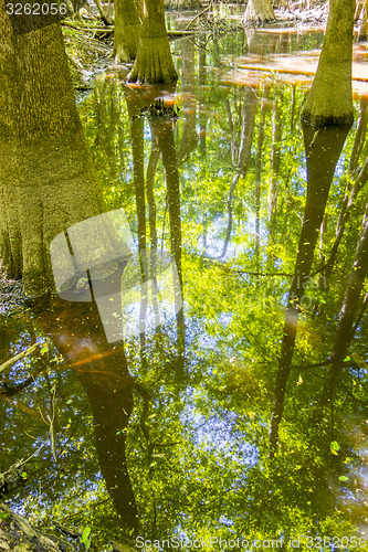 Image of cypress forest and swamp of Congaree National Park in South Caro