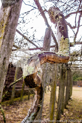 Image of old vines in mountain vineyard with moss growing