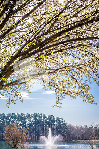 Image of white cherry blossoms blooming in spring