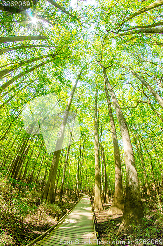 Image of cypress forest and swamp of Congaree National Park in South Caro