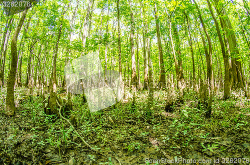 Image of cypress forest and swamp of Congaree National Park in South Caro