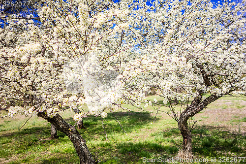 Image of white cherry blossoms blooming in spring