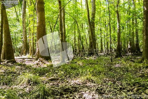 Image of cypress forest and swamp of Congaree National Park in South Caro