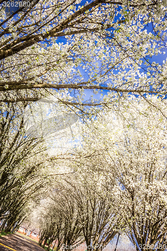 Image of white cherry blossoms blooming in spring