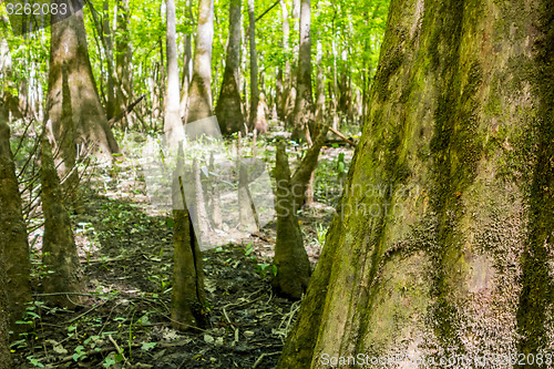 Image of cypress forest and swamp of Congaree National Park in South Caro