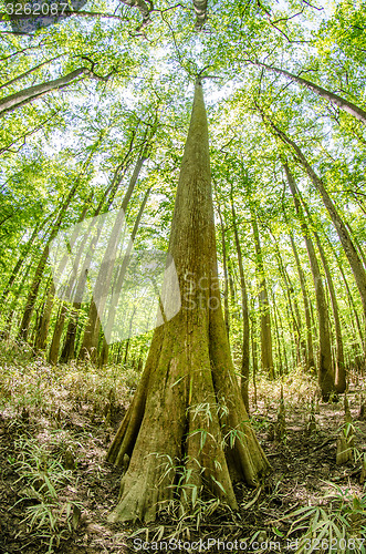 Image of cypress forest and swamp of Congaree National Park in South Caro