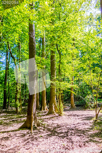 Image of cypress forest and swamp of Congaree National Park in South Caro