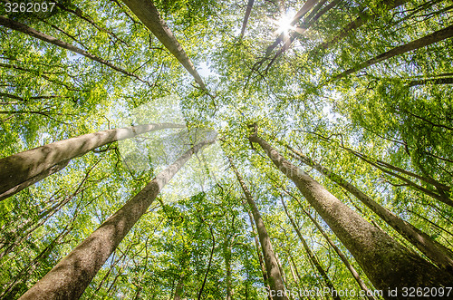 Image of cypress forest and swamp of Congaree National Park in South Caro