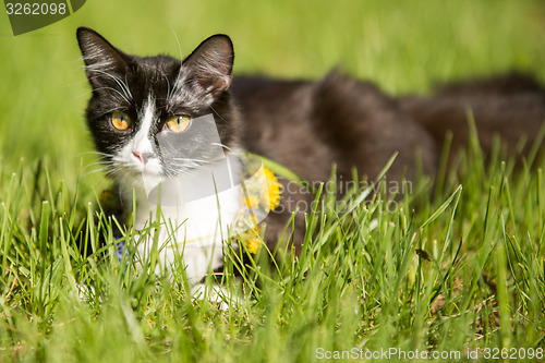 Image of   black cat playing on green grass lawn