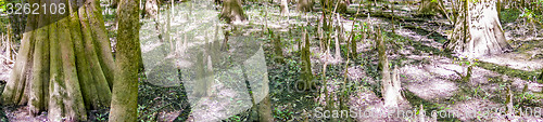 Image of cypress forest and swamp of Congaree National Park in South Caro