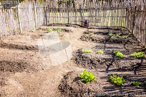 Image of Small vegetable garden with risen beds in the fenced backyard