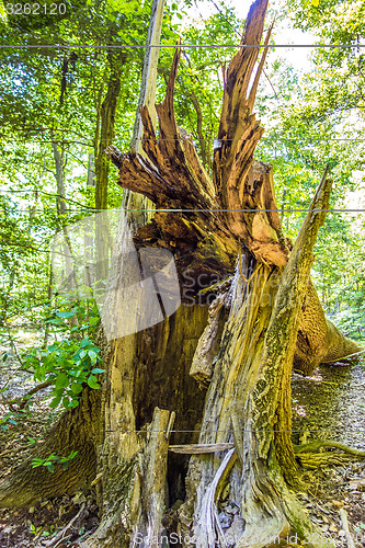 Image of cypress forest and swamp of Congaree National Park in South Caro