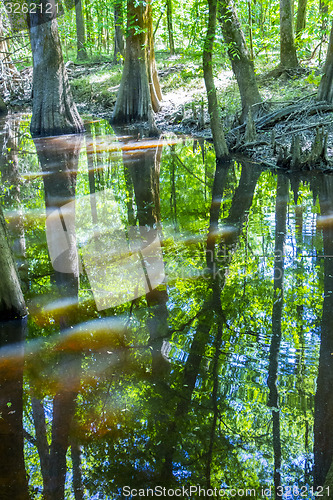 Image of cypress forest and swamp of Congaree National Park in South Caro