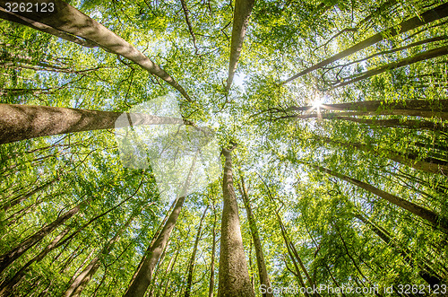 Image of cypress forest and swamp of Congaree National Park in South Caro