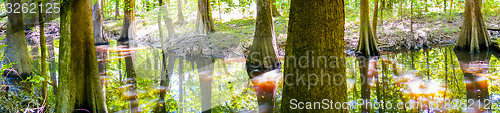 Image of cypress forest and swamp of Congaree National Park in South Caro