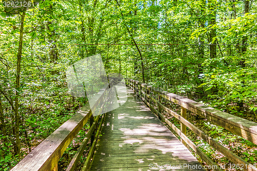 Image of cypress forest and swamp of Congaree National Park in South Caro