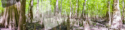 Image of cypress forest and swamp of Congaree National Park in South Caro