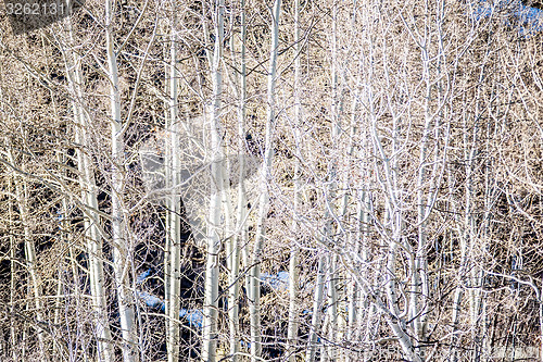 Image of birch tree forest in mountains