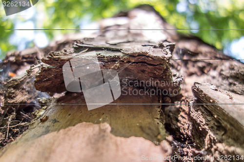 Image of gian pine tree bark macro