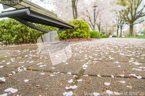 Image of spring in the park with benches and sidewalk